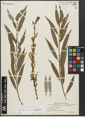 Foto von Salix alba subsp. vitellina (L.) Arcang. x Salix fragilis L.
